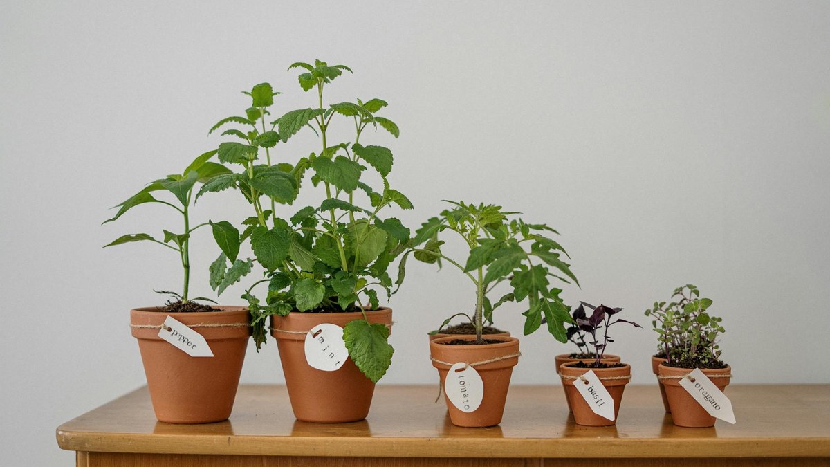 fresh basil and mint seedlings in small pots on a balcony railing