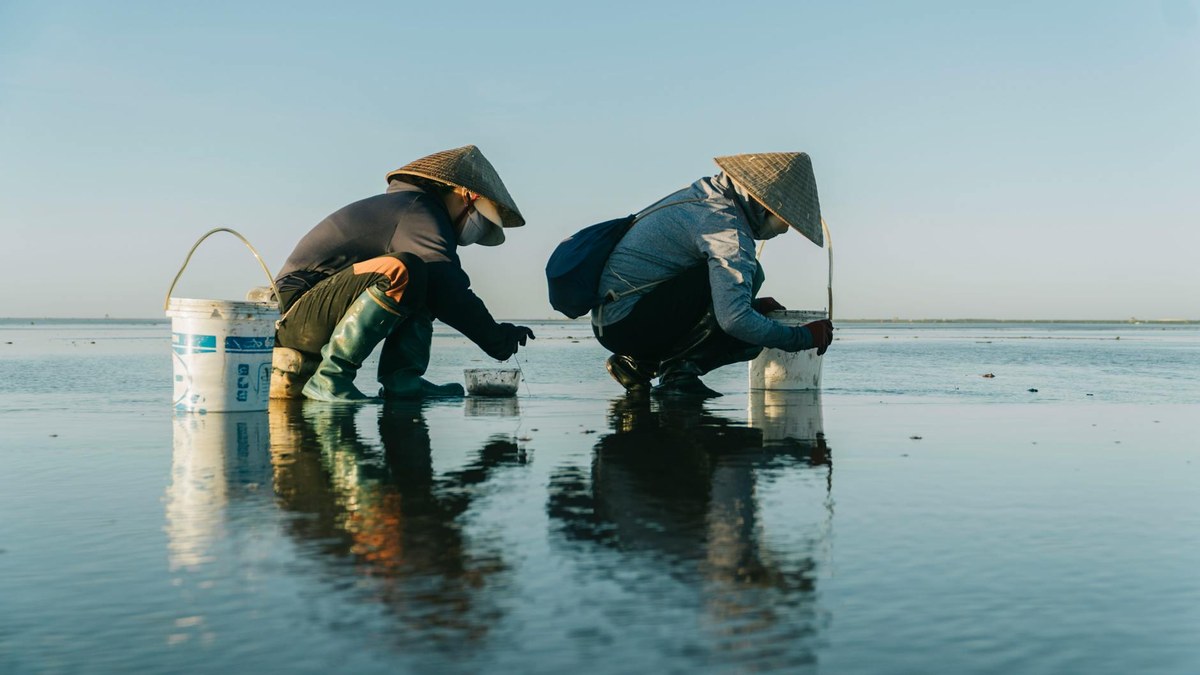 Taean tidal flat experience with family, low tide, collecting clams