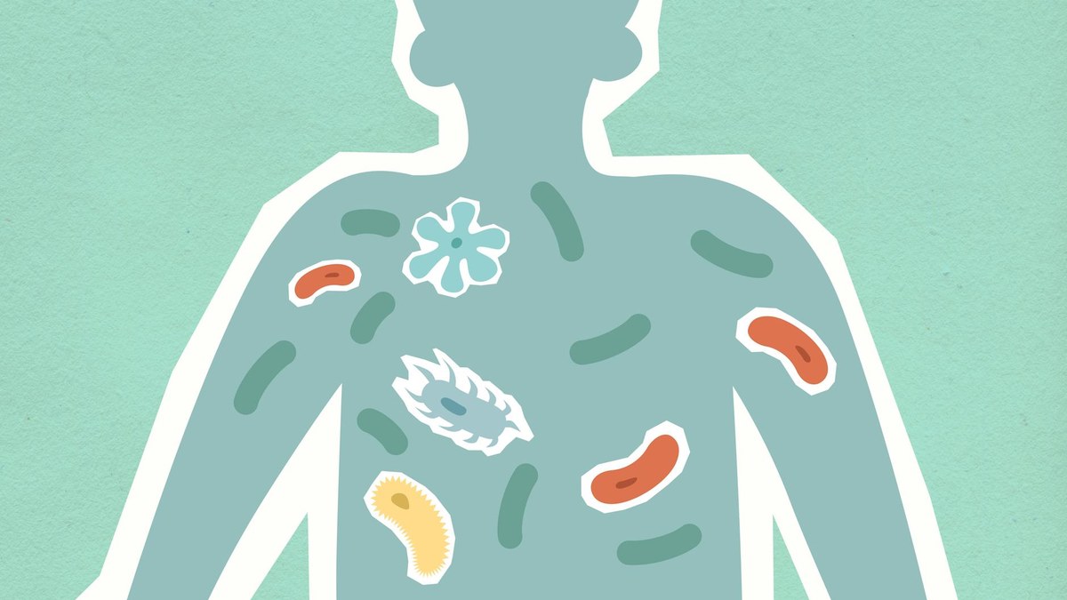 illustration of the human gut with healthy microbiome and immune cells