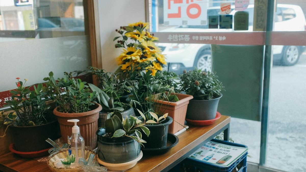 Cozy interior of a traditional Korean cafe with wooden furniture and plants